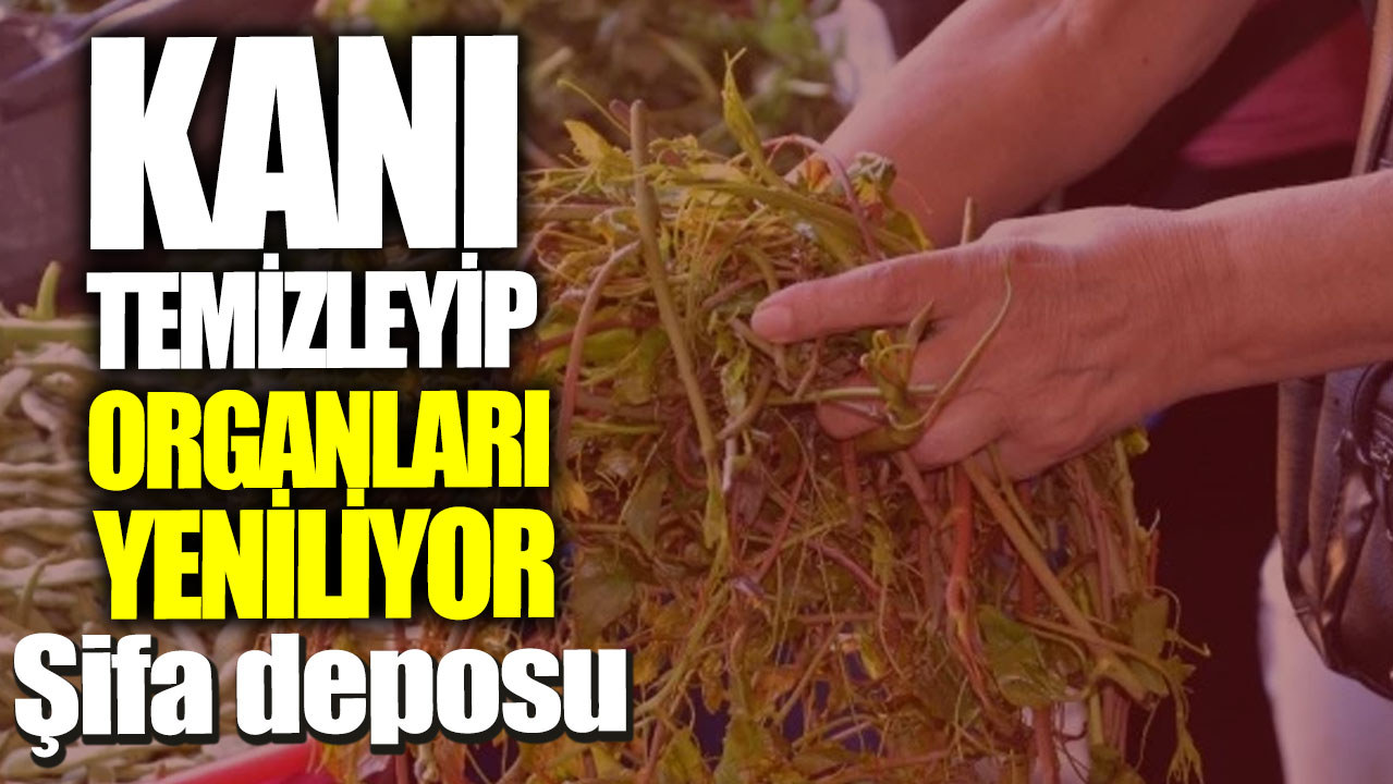 Kanı temizleyip organları yeniliyor! Şifa deposu