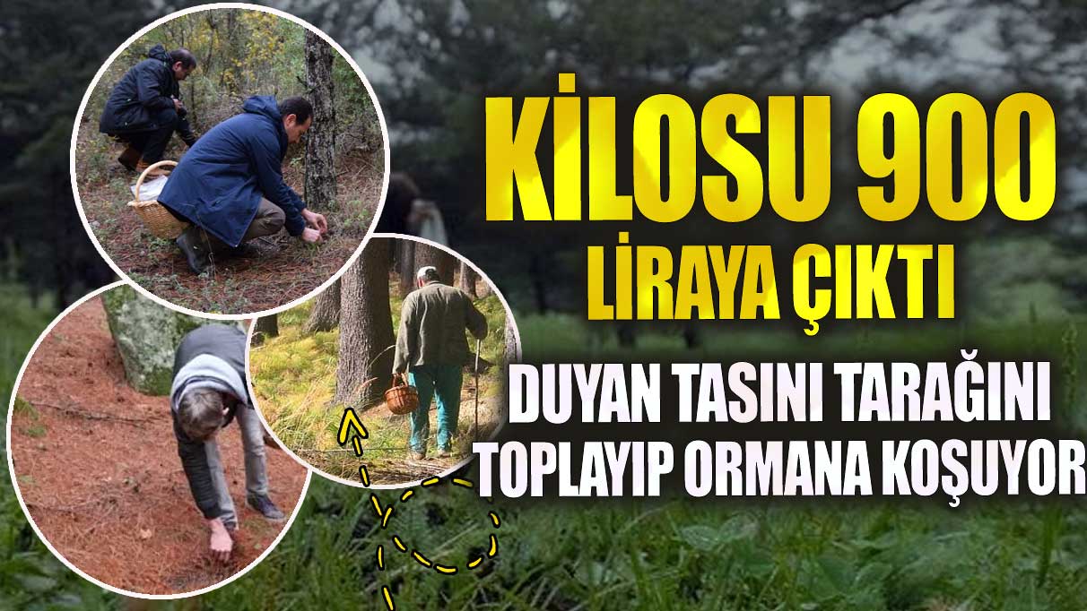 Kilosu 900 liraya çıktı duyan tasını tarağını toplayıp ormana koşuyor