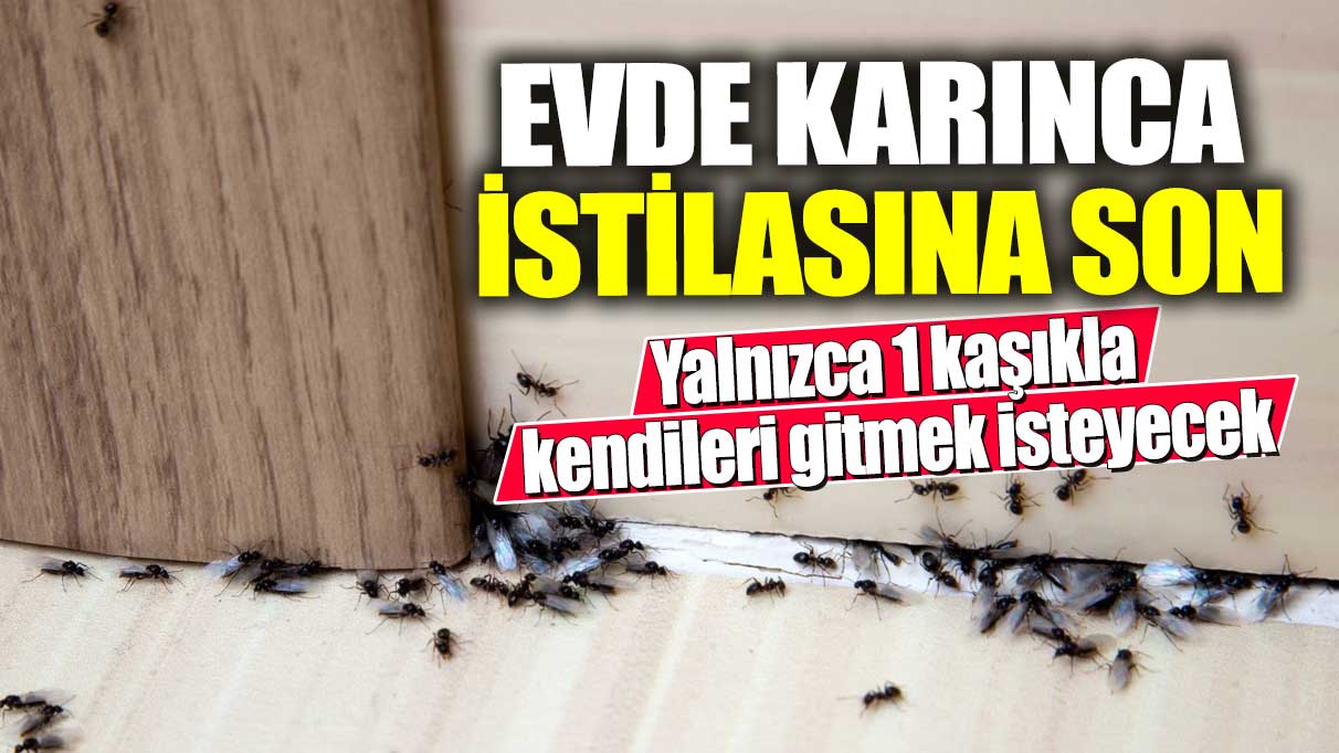 Evde karınca istilasına son!  Yalnızca 1 kaşıkla kendileri gitmek isteyecek