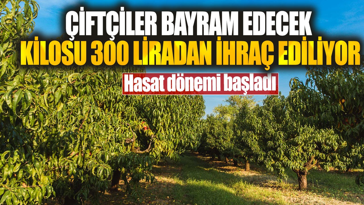 Çiftçiler bayram edecek kilosu 300 liradan ihraç ediliyor! Hasat dönemi başladı