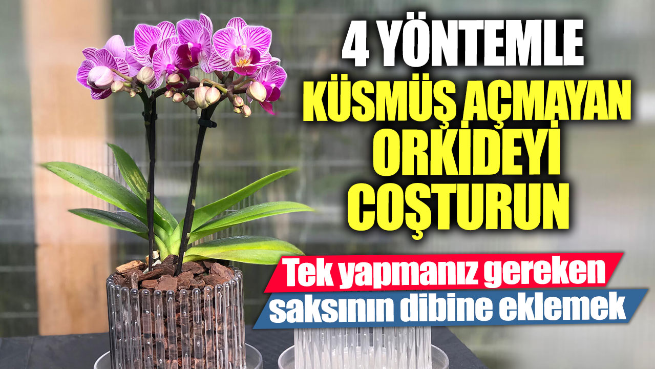 4 yöntemle küsmüş açmayan orkideyi coşturun!  Tek yapmanız gereken saksının dibine eklemek