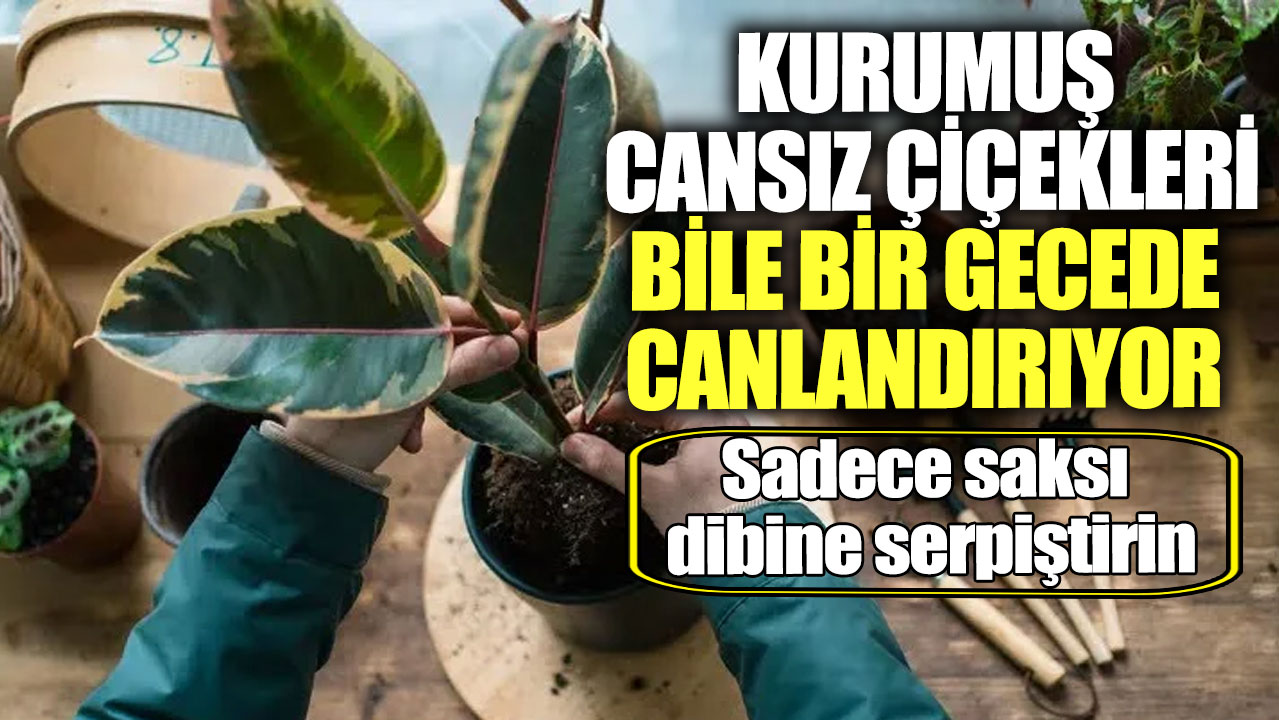 Saksı dibine serpiştirin!  Kurumuş cansız çiçekleri bile bir gecede canlandırıyor