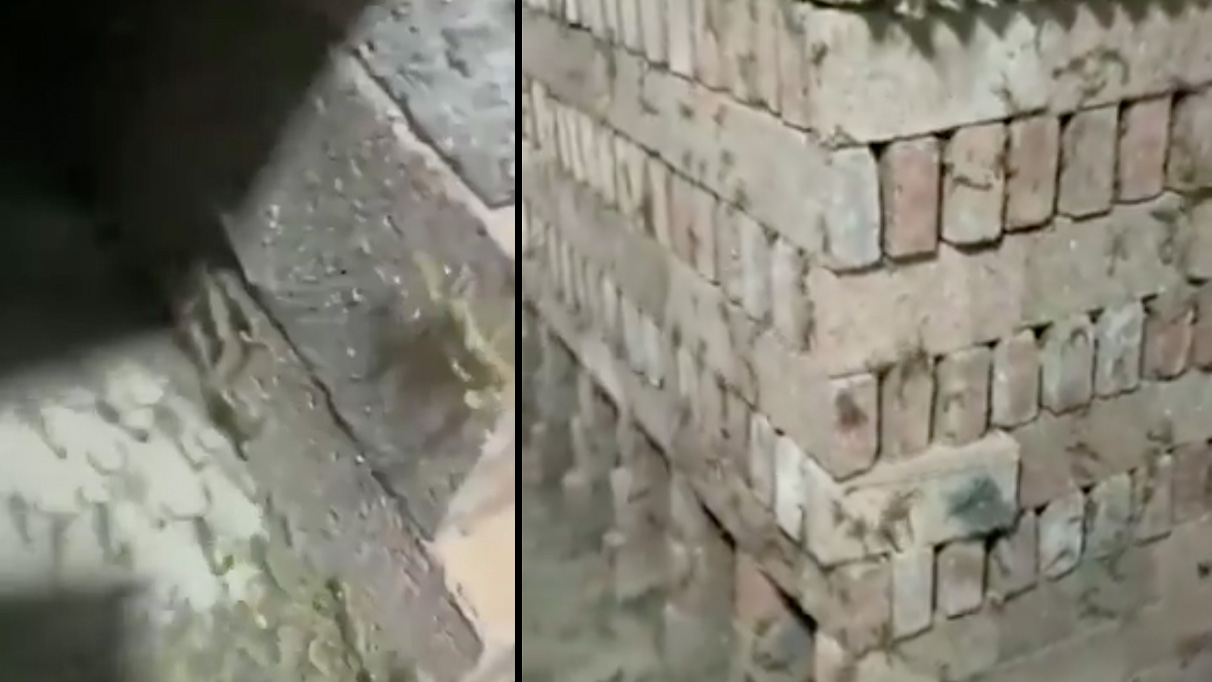 Bu ürkütücü canlıya dikkat! Çiftlikte ilk kez göreceksiniz...