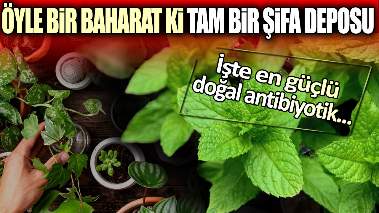 Öyle bir baharat ki tam bir şifa deposu: İşte en güçlü doğal antibiyotik