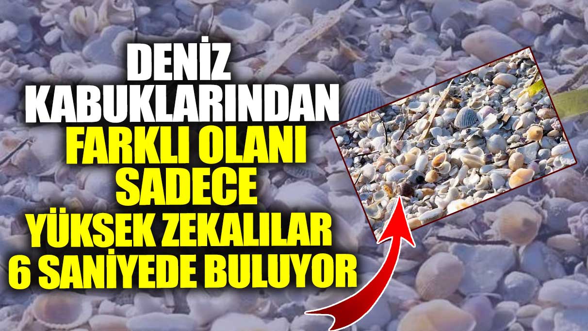 Deniz kabuklarından farklı olanı sadece yüksek zekalılar 6 saniyede buluyor