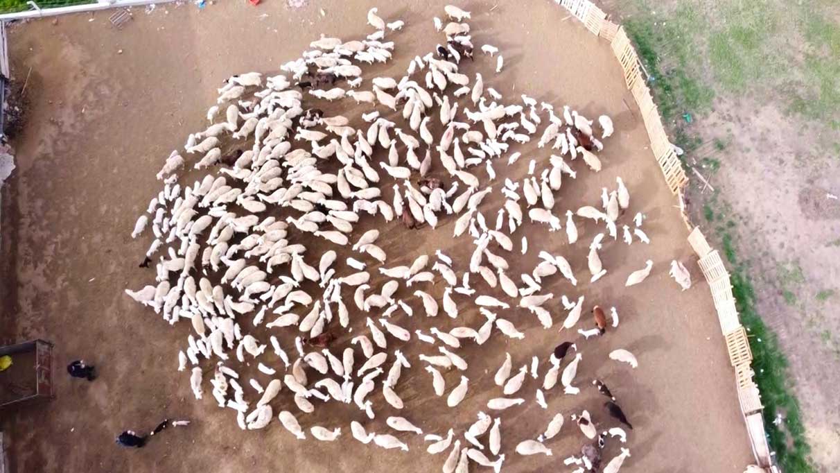 Yozgat’ta yürek ısıtan görüntü! Kuzular annelerine kavuştu