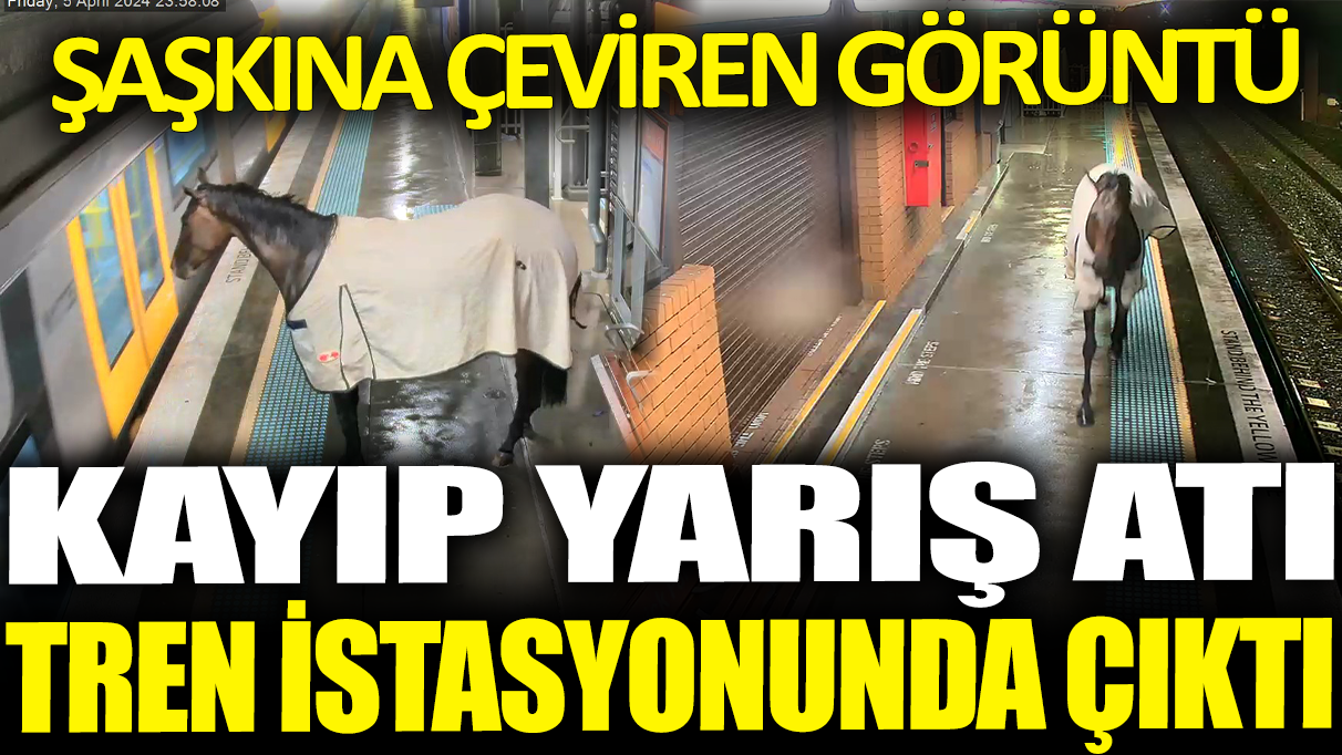 Sahibi kayıp ihbarı yapmıştı! Şaşkına çeviren görüntü... Kaçan yarış atı tren istasyonuna daldı