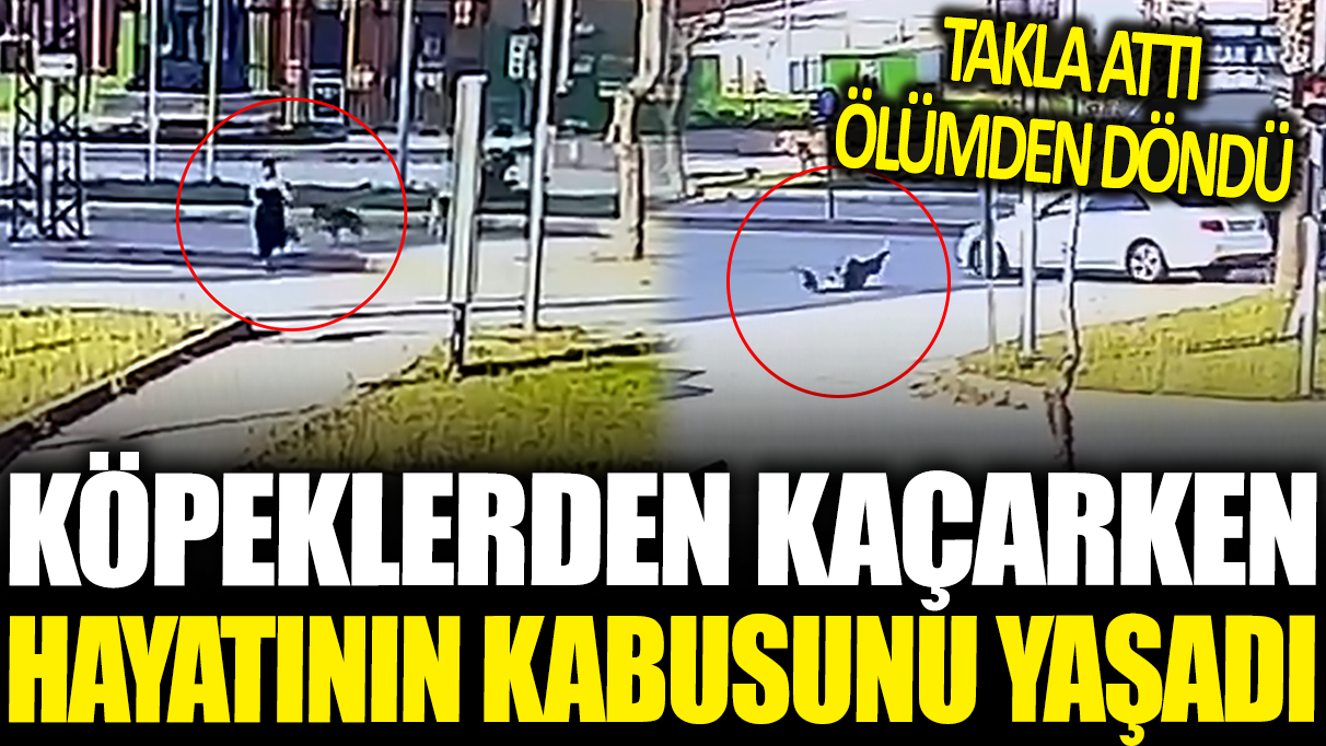 Köpeklerden kaçarken kabusu yaşadı!