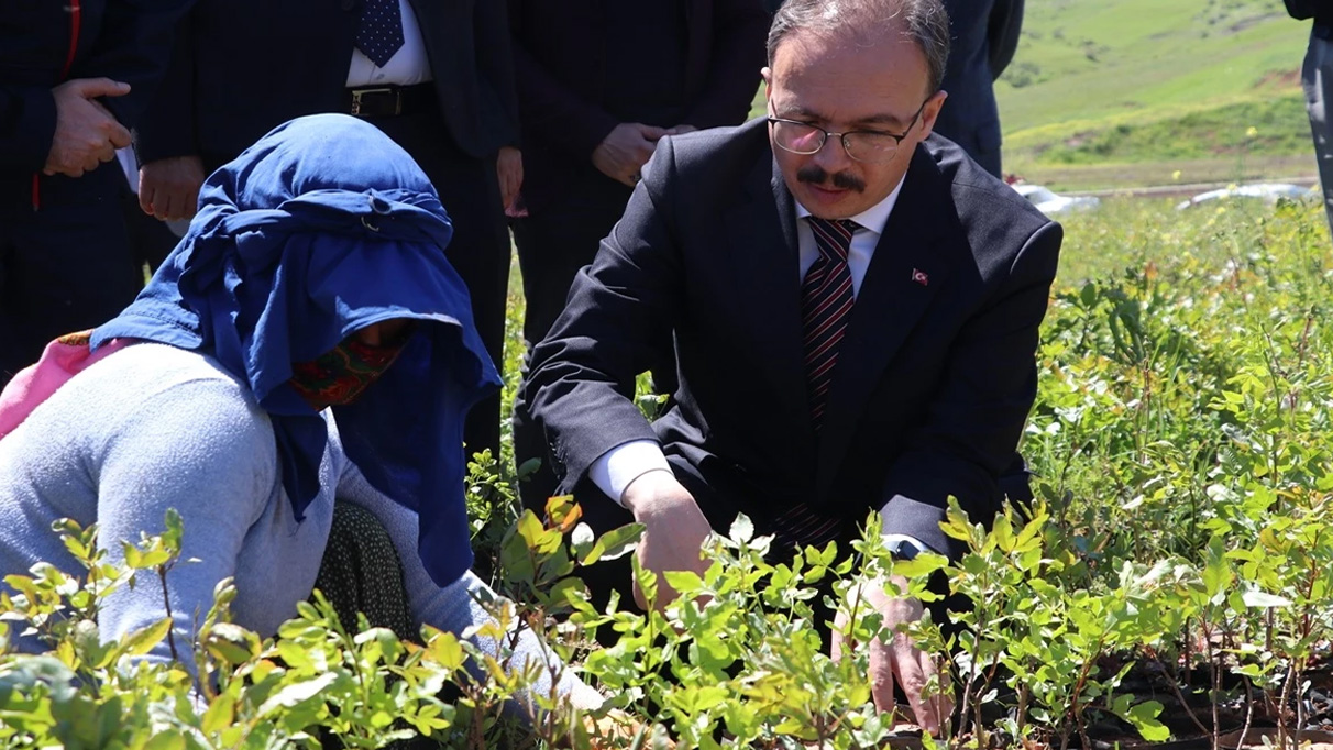 Siirt'te üreticilere 125 bin fıstık fidanı dağıtıldı