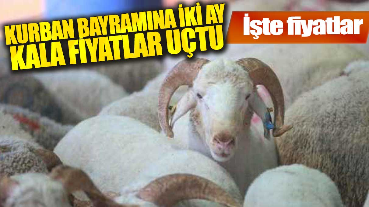 Kurban bayramına iki ay kala fiyatlar uçtu!