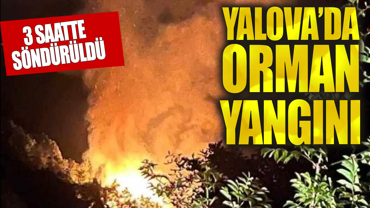 Yalova’da orman yangını!