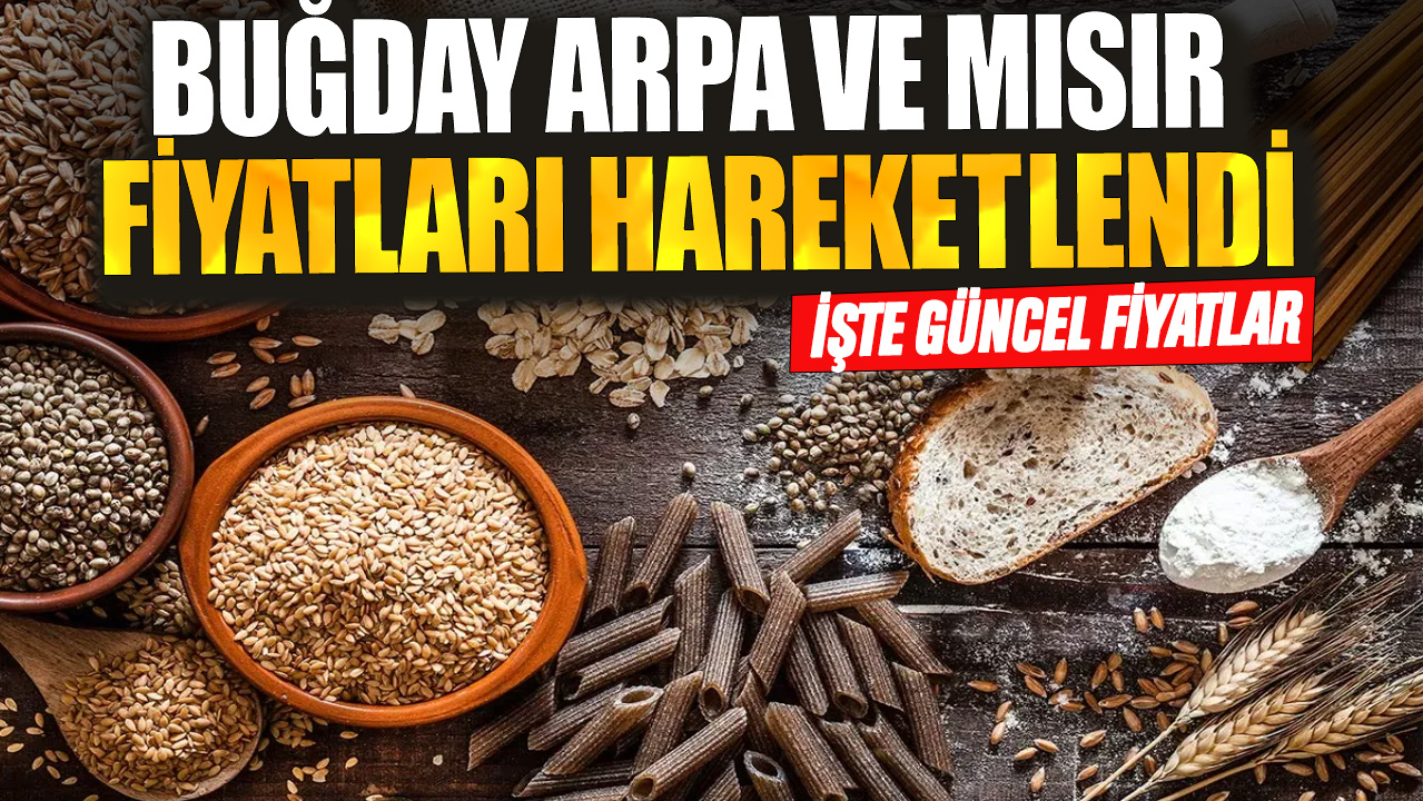 Buğday arpa ve mısır fiyatları hareketlendi! İşte güncel fiyatlar