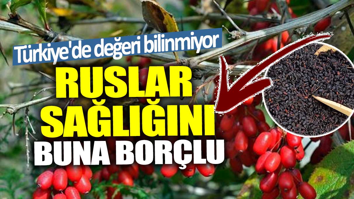 Türkiye'de değeri bilinmiyor! Ruslar ise sağlığını buna borçlu