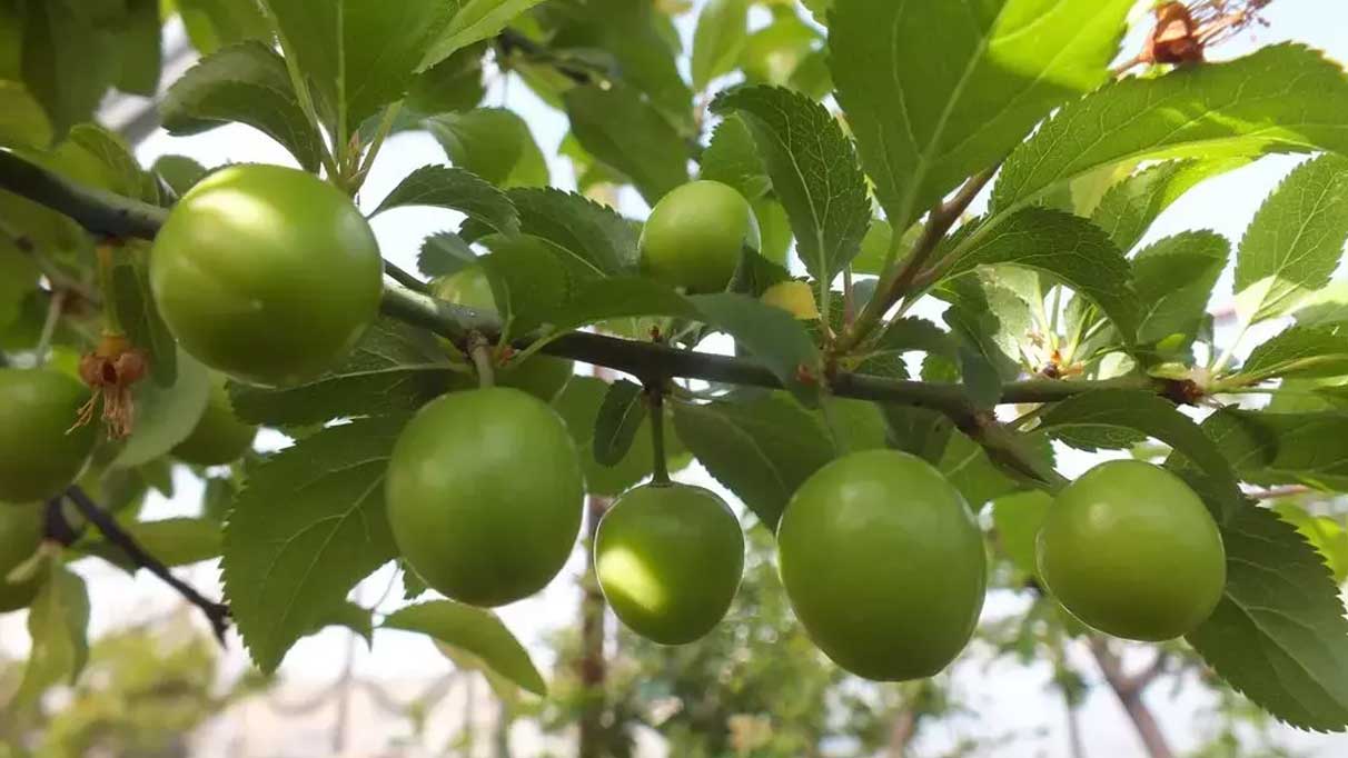 Rüyada yeşil erik görmek ne anlama gelir?