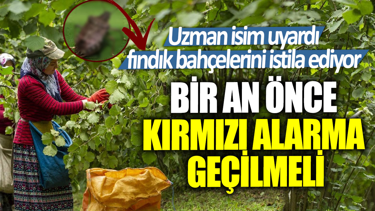 Uzman isim uyardı fındık bahçelerini istila ediyor! Bir an önce kırmızı alarma geçilmeli