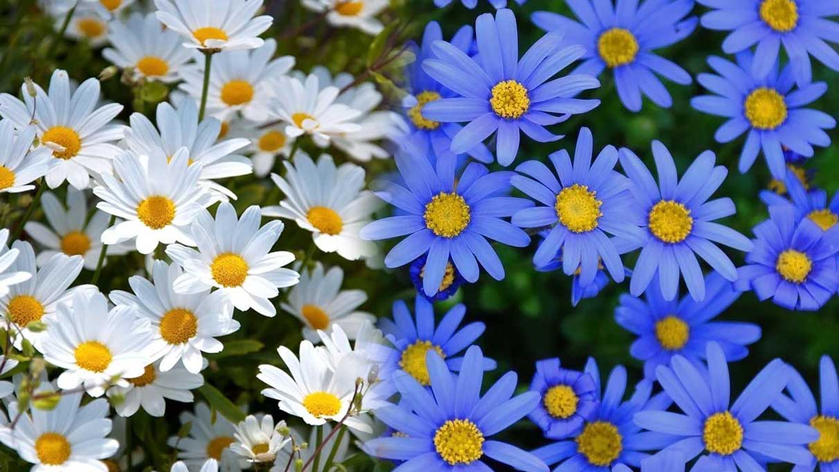 Rüyada papatya görmek ne anlama gelir