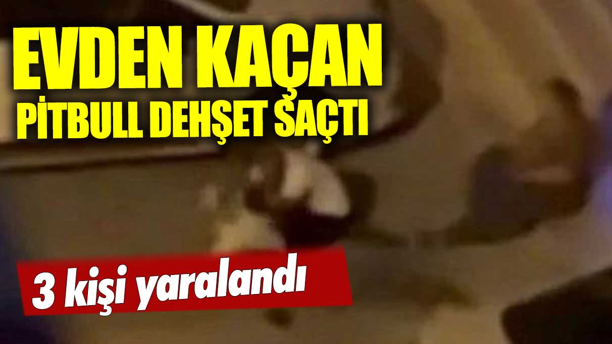 Evden kaçan pitbull dehşet saçtı: Sahibini ve 2 kişiyi yaraladı