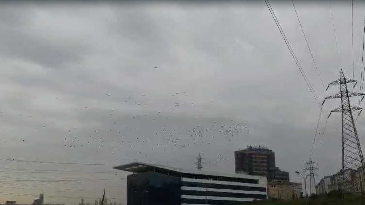 Göç yolundaki leylekler görsel şölen oluşturdu