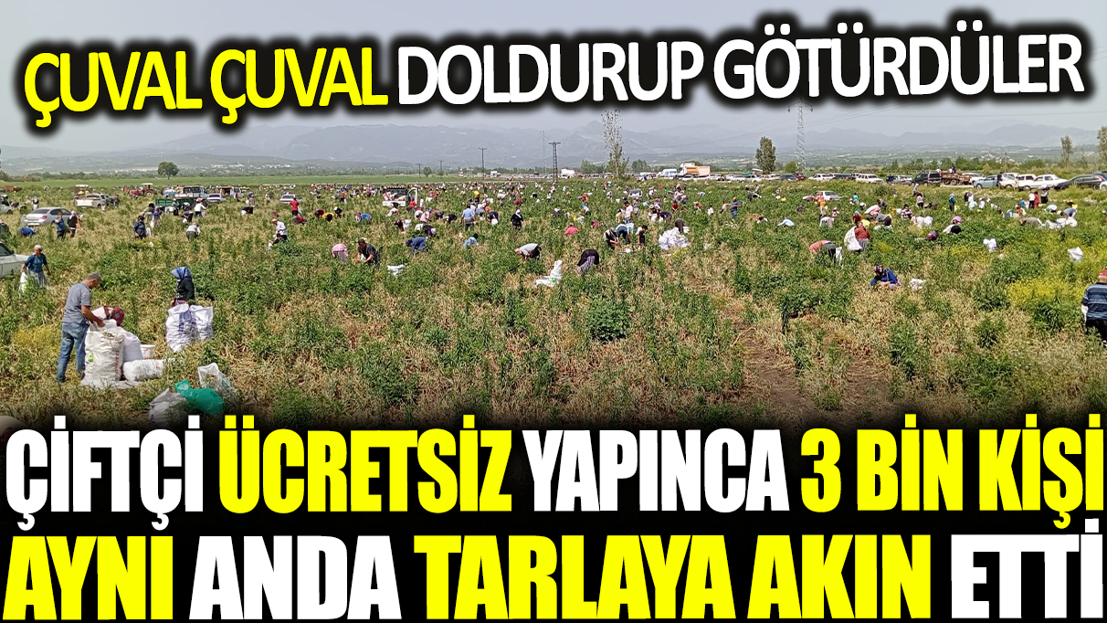 Satamadığı soğanı bedava yapınca 3 bin kişi tarlaya akın etti