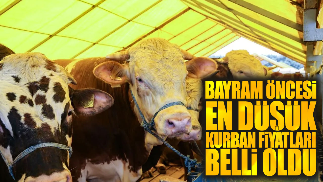 Bayram öncesi kurban fiyatları belli oldu: En düşük büyükbaş bakın ne kadar