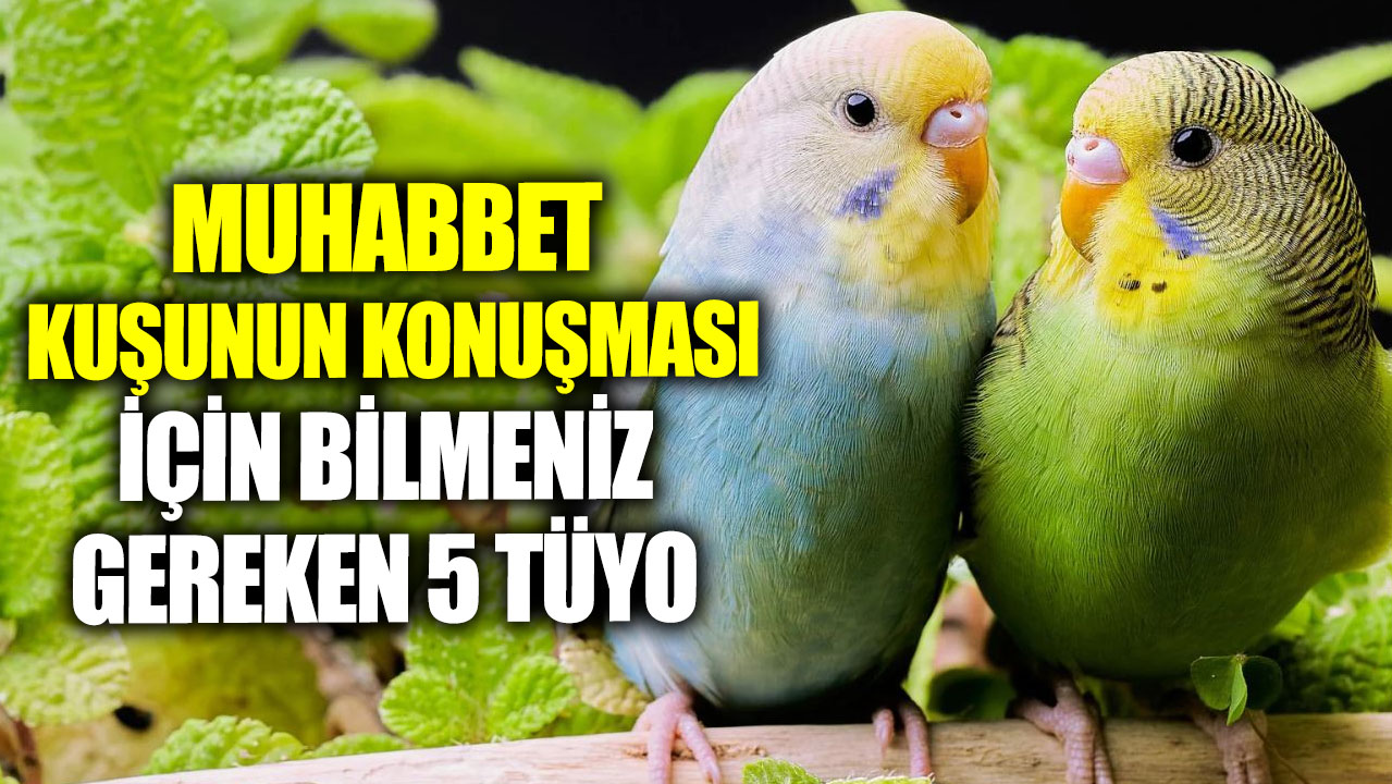 Muhabbet kuşunun konuşması için bilmeniz gereken 5 tüyo!