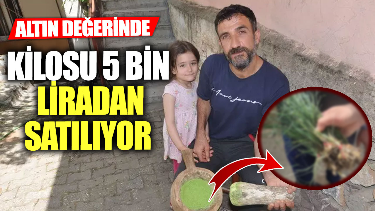 Altın değerinde! Kilosu 5 bin liradan satılıyor