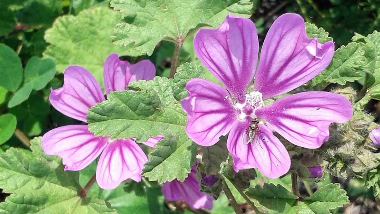 Rüyada ebegümeci görmek ne anlama gelir?