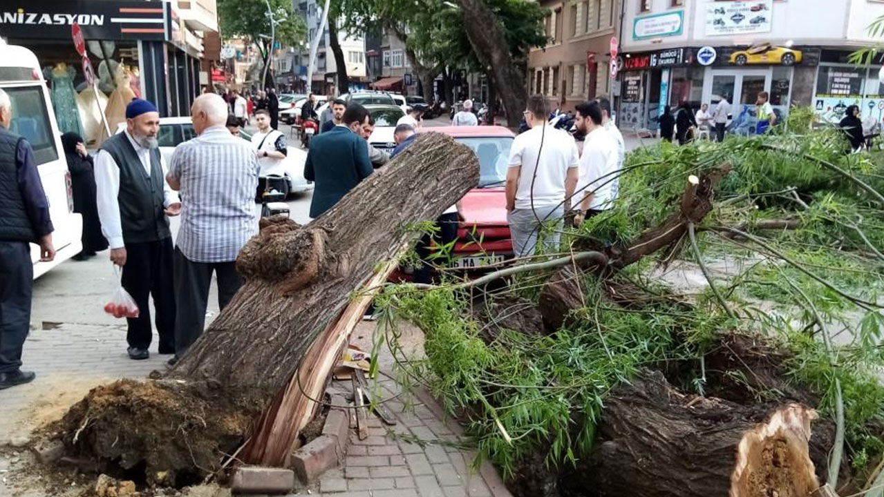 Yolda giden otomobilin üzerine ağaç devrildi