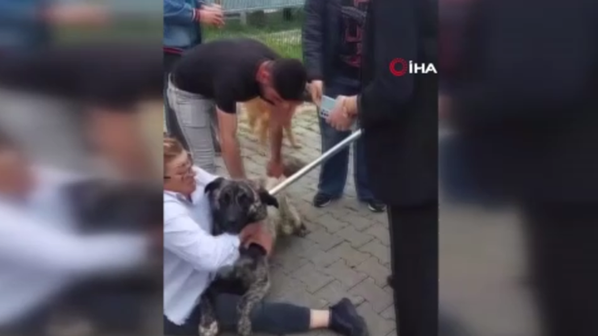 Sokak köpeklerini toplayan belediye ekiplerine vatandaşlardan tepki