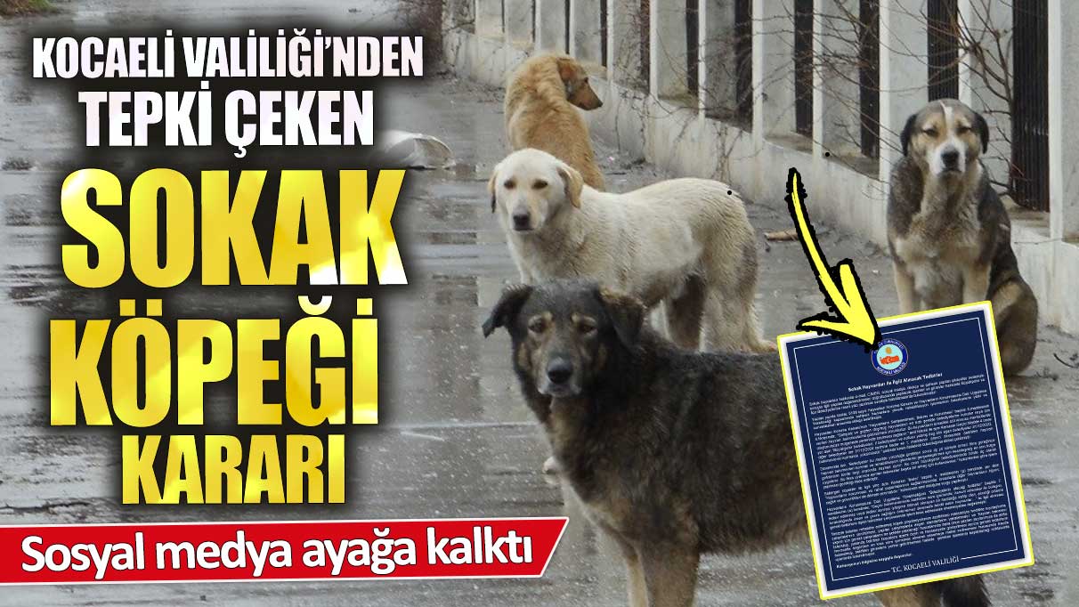 Kocaeli Valiliği’nden tepki çeken sokak köpeği kararı! Sosyal medya ayağa kalktı