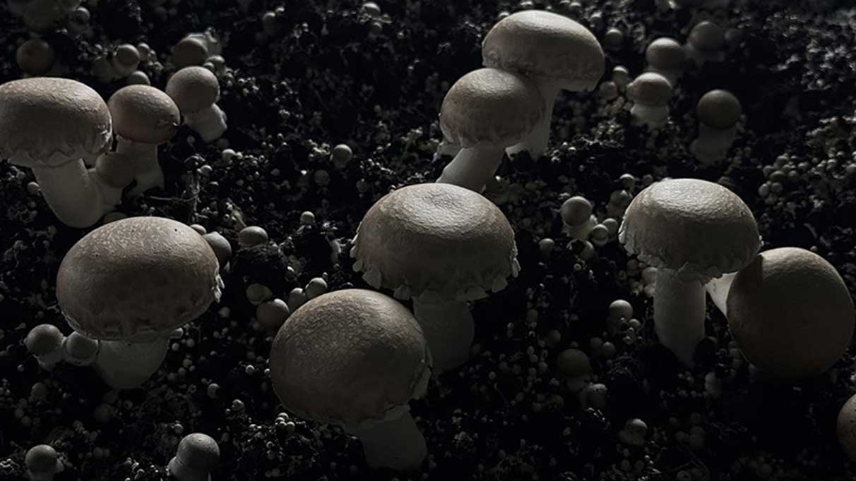 Devlet desteği ile kuruldu! Ayda 60 ton yetiştiriliyor