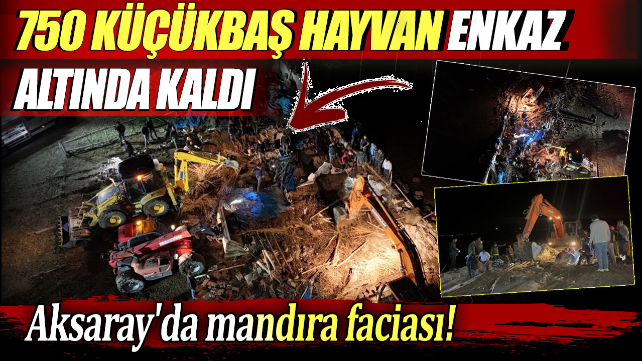 750 küçükbaş hayvan enkaz altında kaldı: Aksaray'da mandıra faciası!