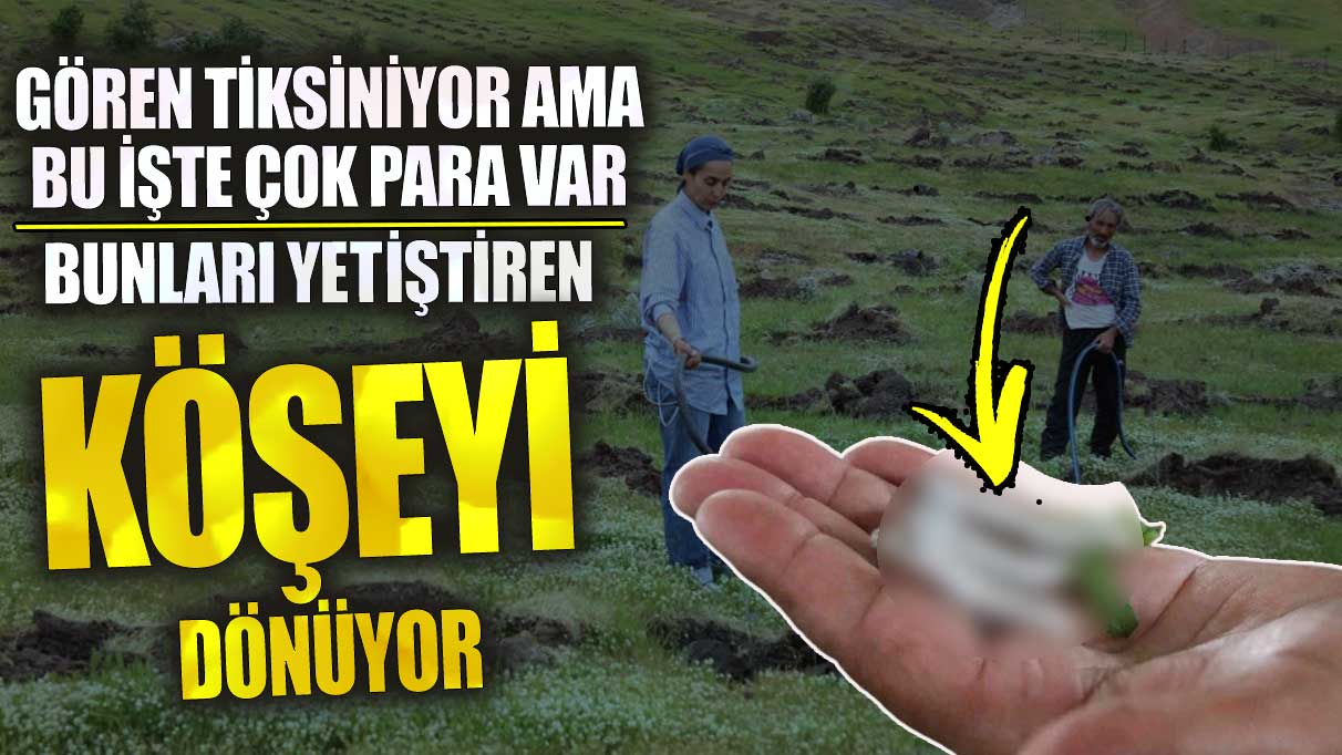 Bunları yetiştiren köşeyi dönüyor! Gören tiksiniyor ama bu işte çok para var