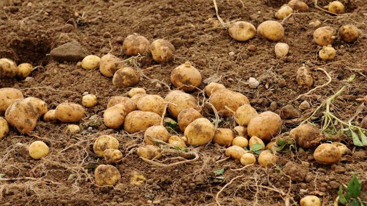 Rüyada patates sökmek ne anlama gelir?