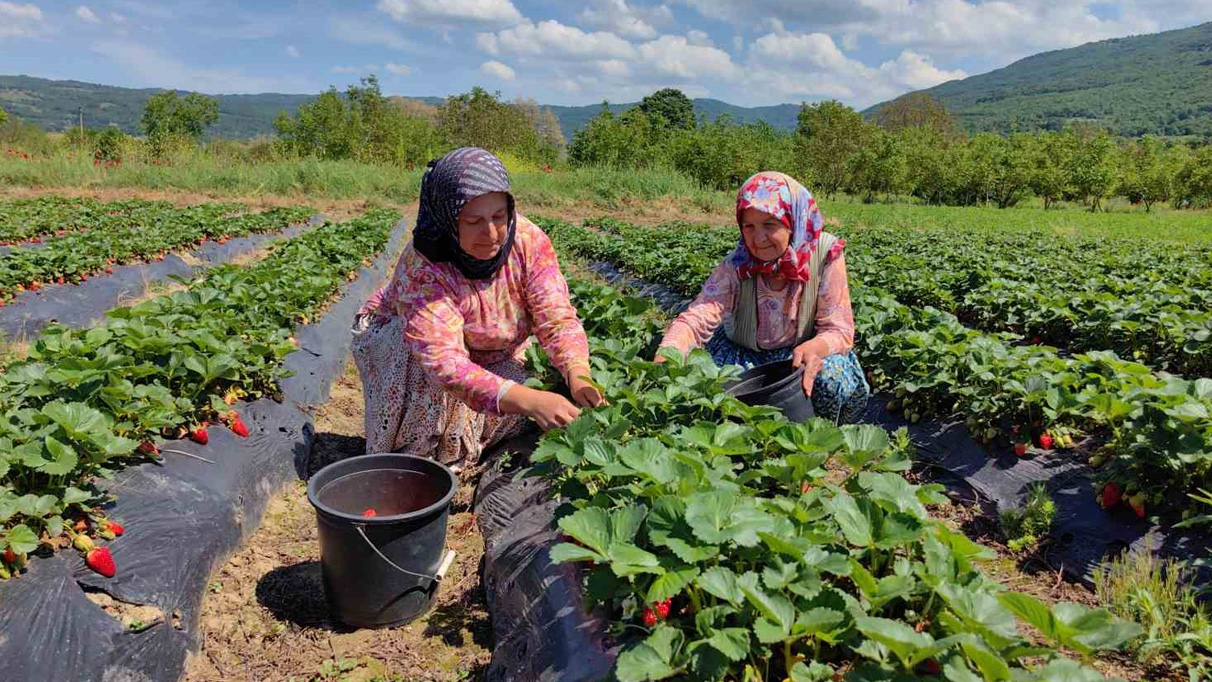 Çilek köyünde hasat başladı