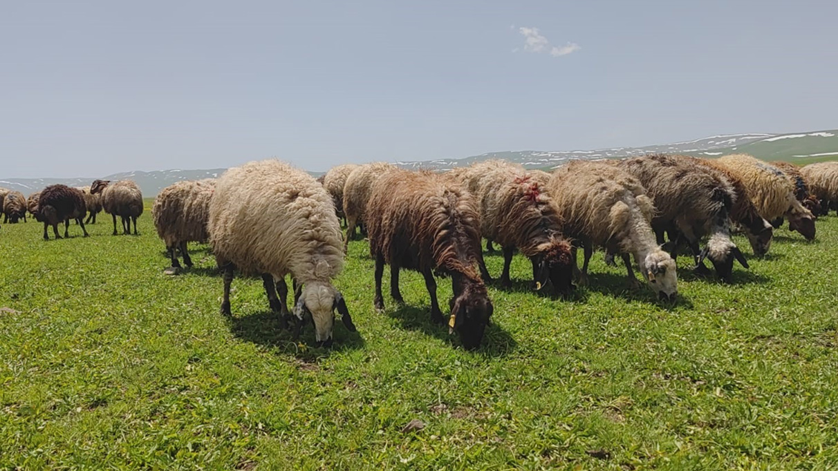 Besiciler yaylaya çıkmaya başladı