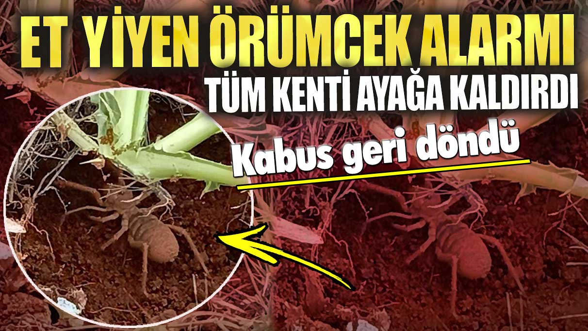 Et yiyen örümcek alarmı tüm kenti ayağa kaldırdı! Kabus geri döndü