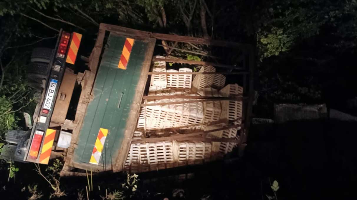 Canlı tavuk yüklü kamyom şarampole devrildi