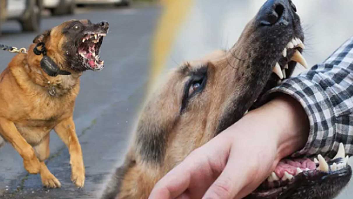 Sokak köpekleri 8 yaşındaki çocuğa saldırdı