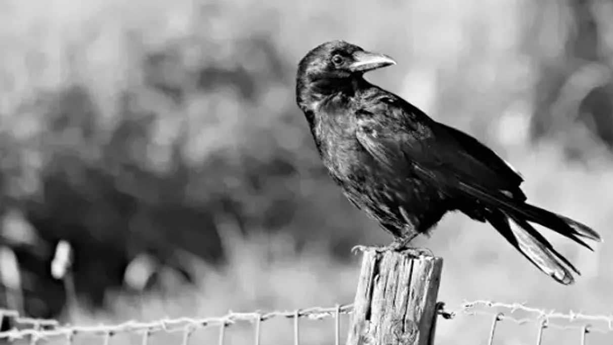 Rüyada karga öldürdüğünü görmek ne anlama gelir?