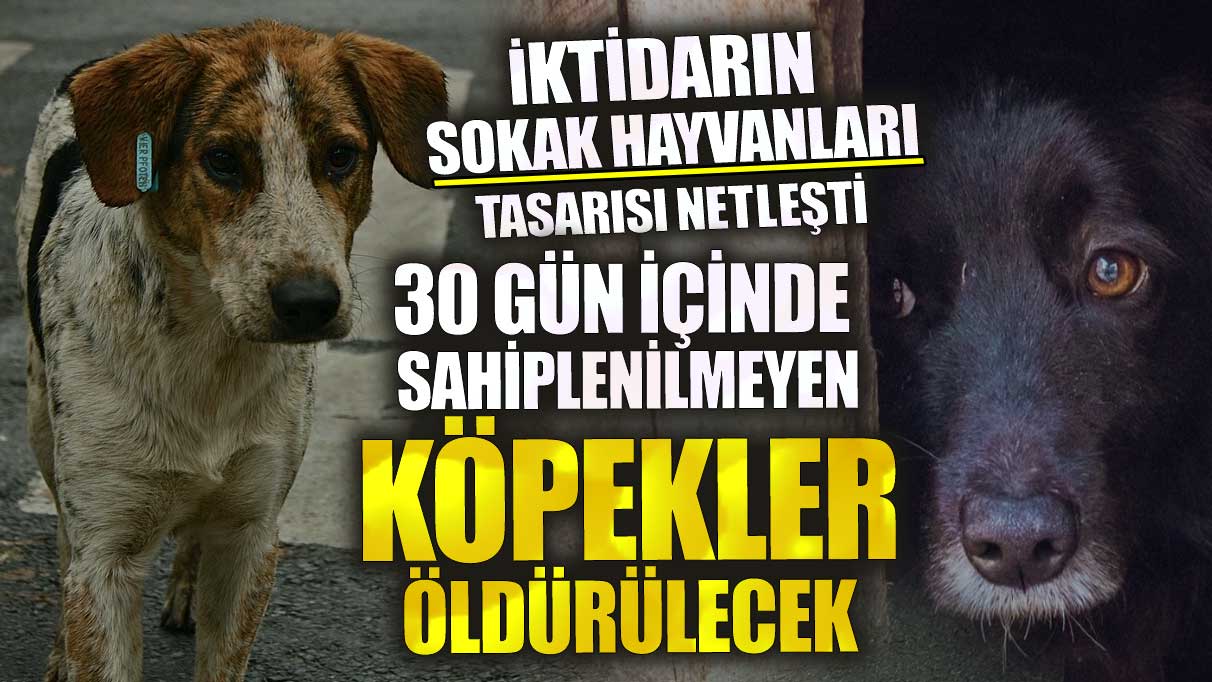 İktidarın sokak hayvanları tasarısı netleşti! 30 gün içinde sahiplenilmeyen köpekler öldürülecek