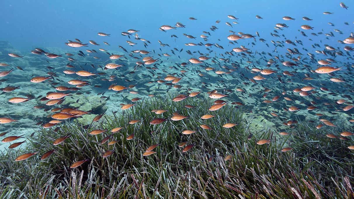 Denizlerde alarm verildi! Giderek azalıyor