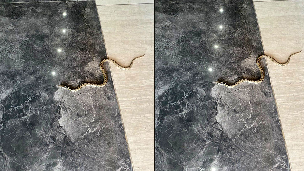 O kenti yılanlar bastı! Her yerden çıkıyor