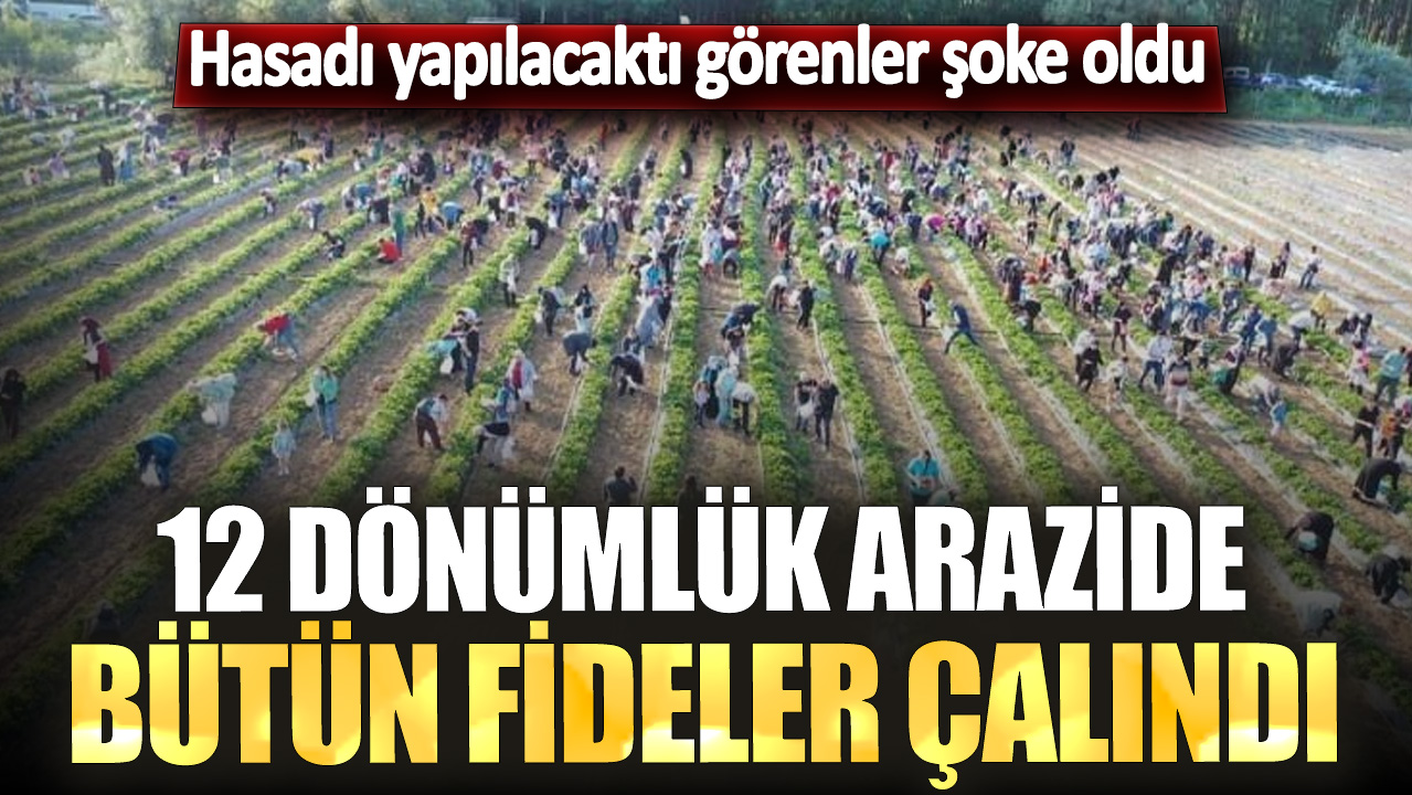 Hasadı yapılacaktı görenler şoke oldu! 12 dönümlük arazide tüm fideler çalındı