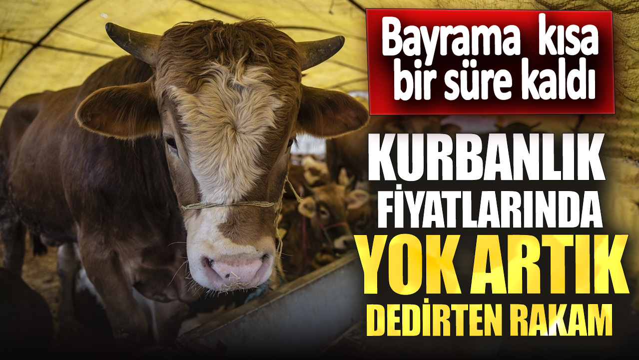 Bayrama kısa bir süre kaldı! Kurbanlık fiyatlarında yok artık dedirten rakam