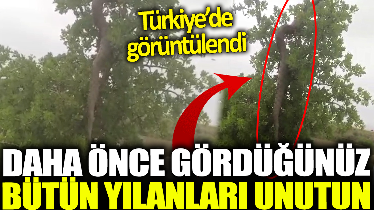 Daha önce gördüğünüz bütün yılanları unutun: Türkiye'de görüntülendi