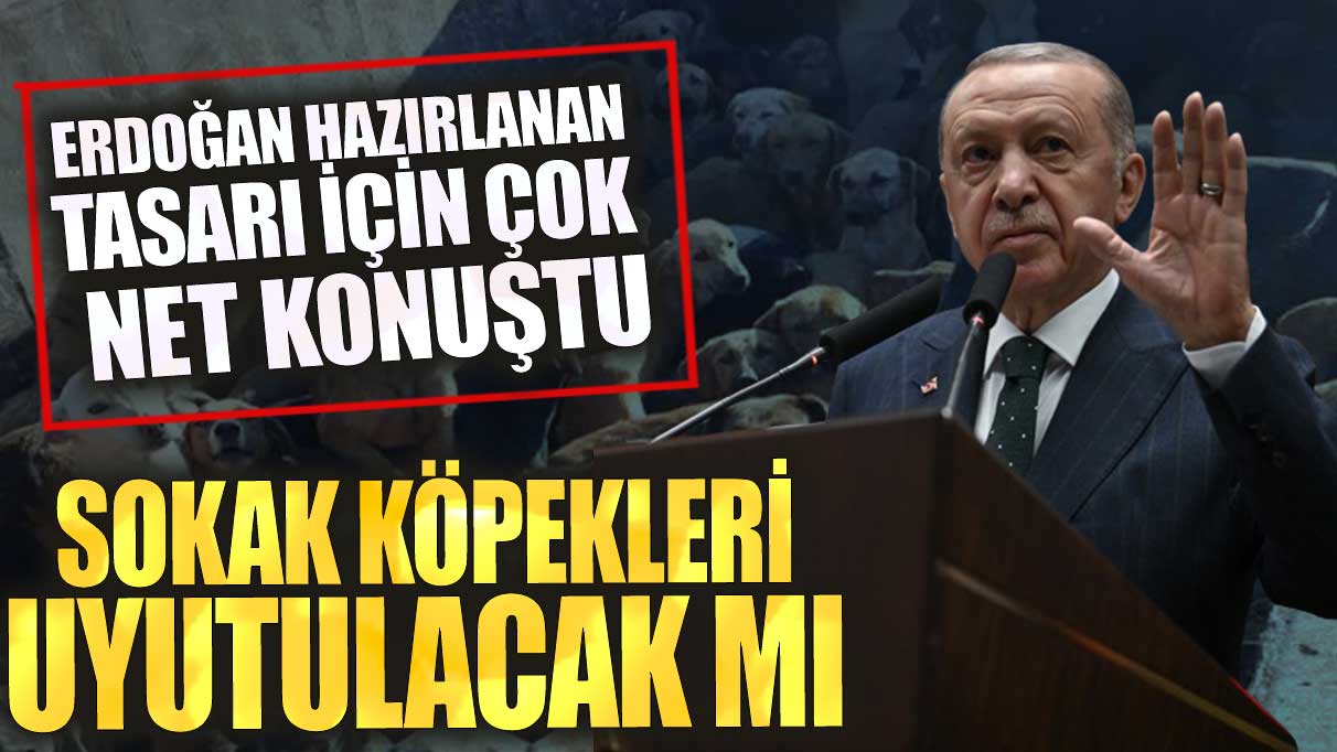 Sokak köpekleri uyutulacak mı? Erdoğan hazırlanan tasarı için çok net konuştu