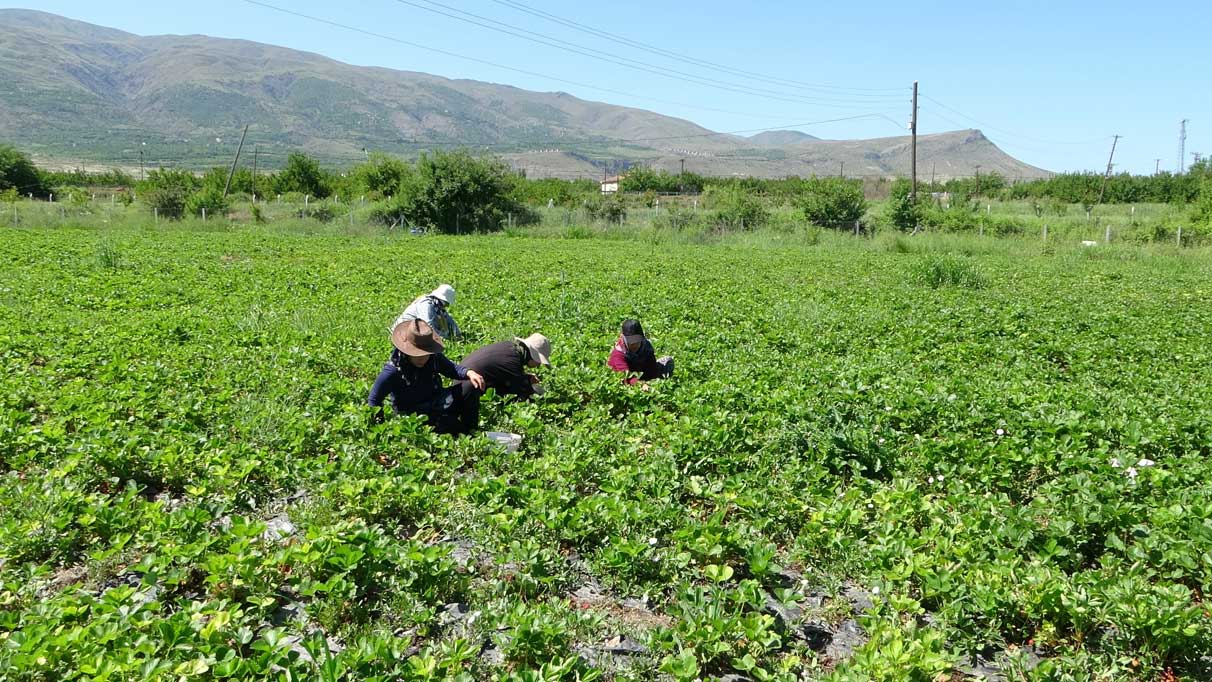 Malatya’da 'kırmızı elmas’ hasadı! 70 liradan satılıyor