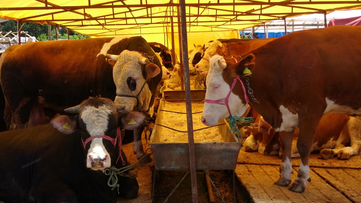 Kurban pazarlarında sıkı pazarlıklar başladı