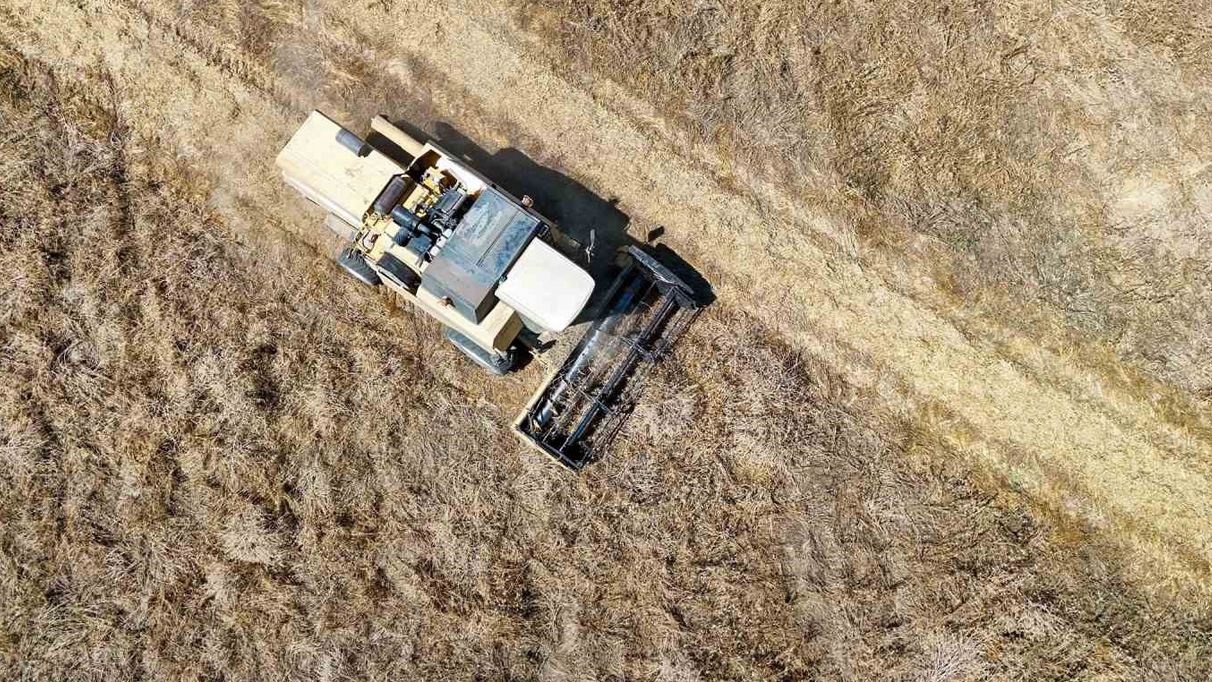 Tarsus’ta yerli tohum buğday hasadı yapıldı